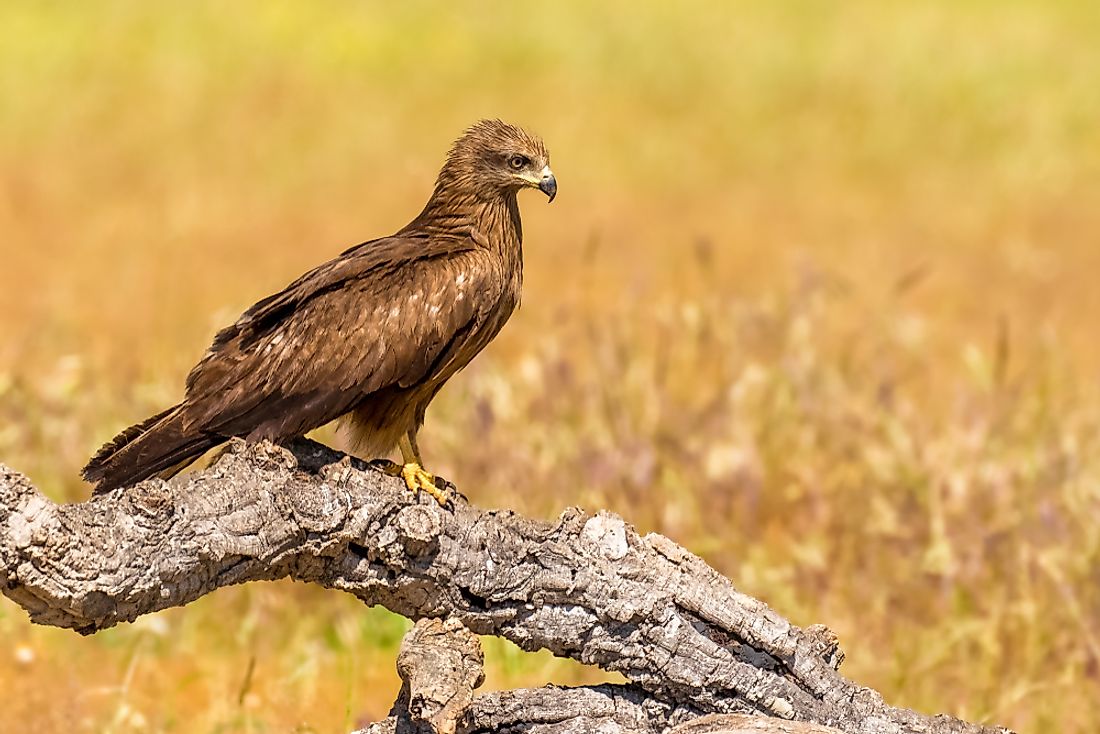 A List Of Birds Of Prey Or Raptors - WorldAtlas