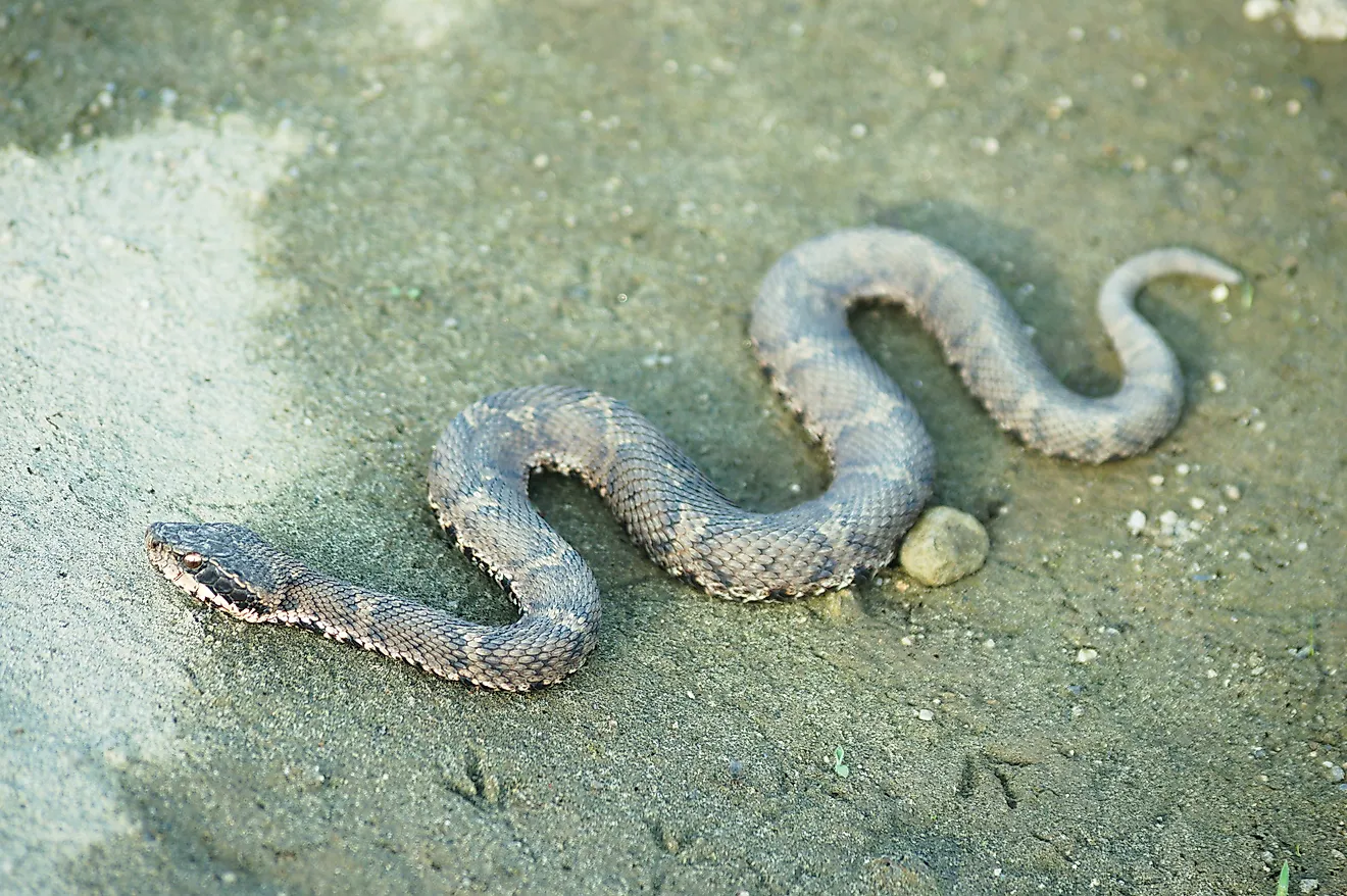 A mamushi (Gloydius blomhoffii)