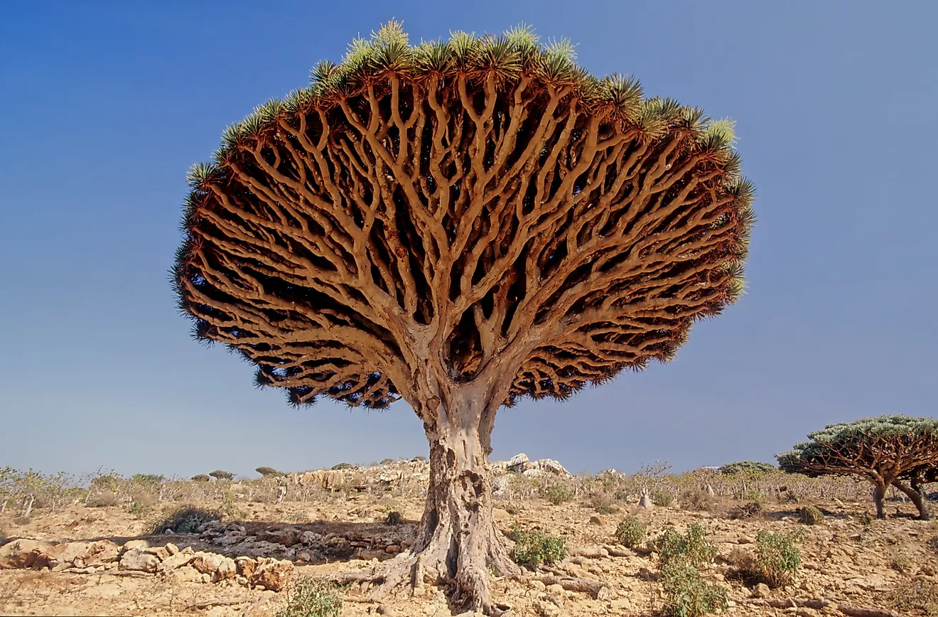 Dragon blood tree, is a dragon tree native to the Socotra archipelago, part of Yemen. 