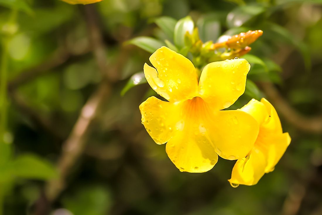 The yellow jessamine, the official state flower of South Carolina. 