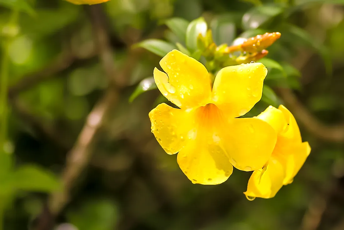 The yellow jessamine, the official state flower of South Carolina. 