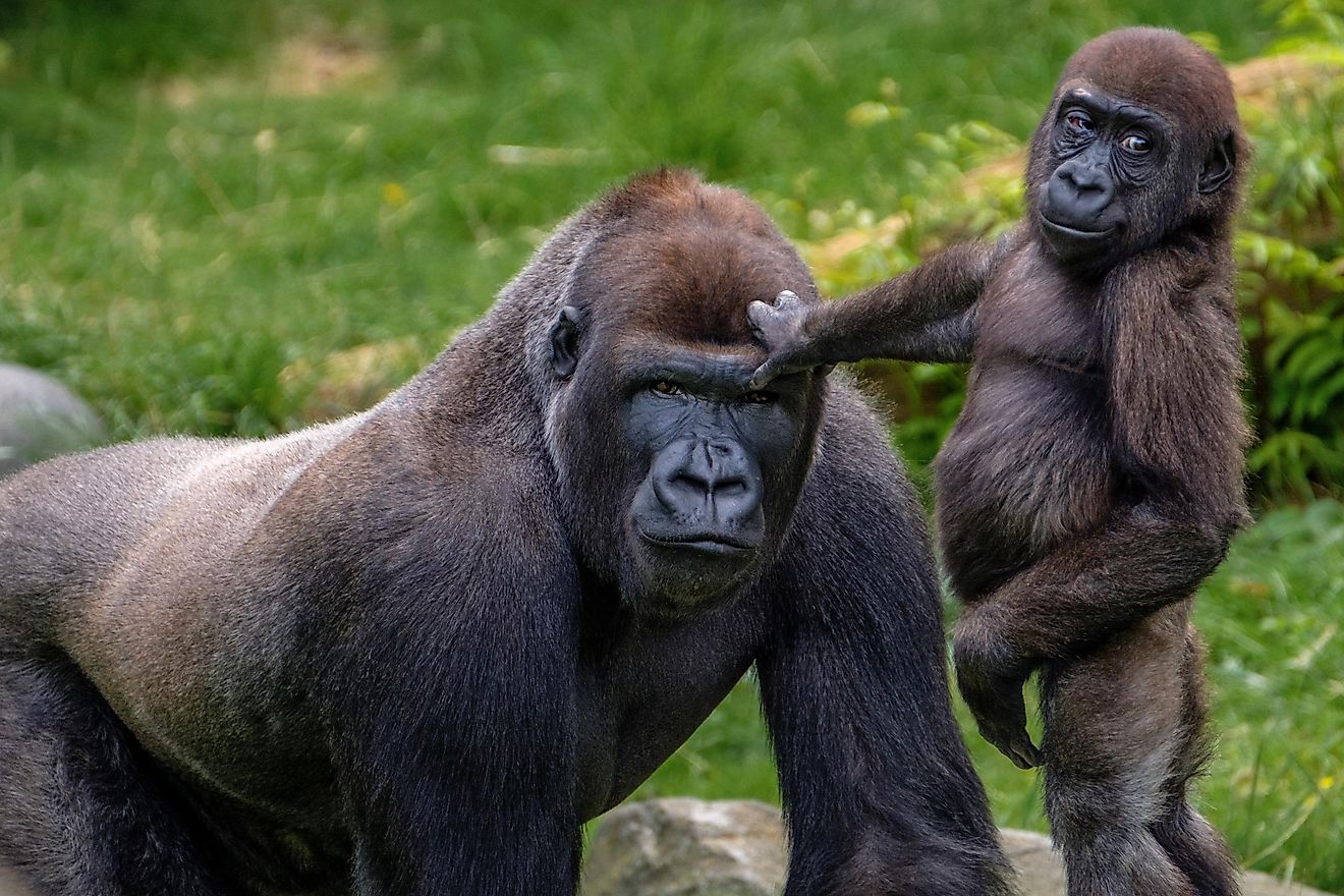 A close-up of a gorilla.