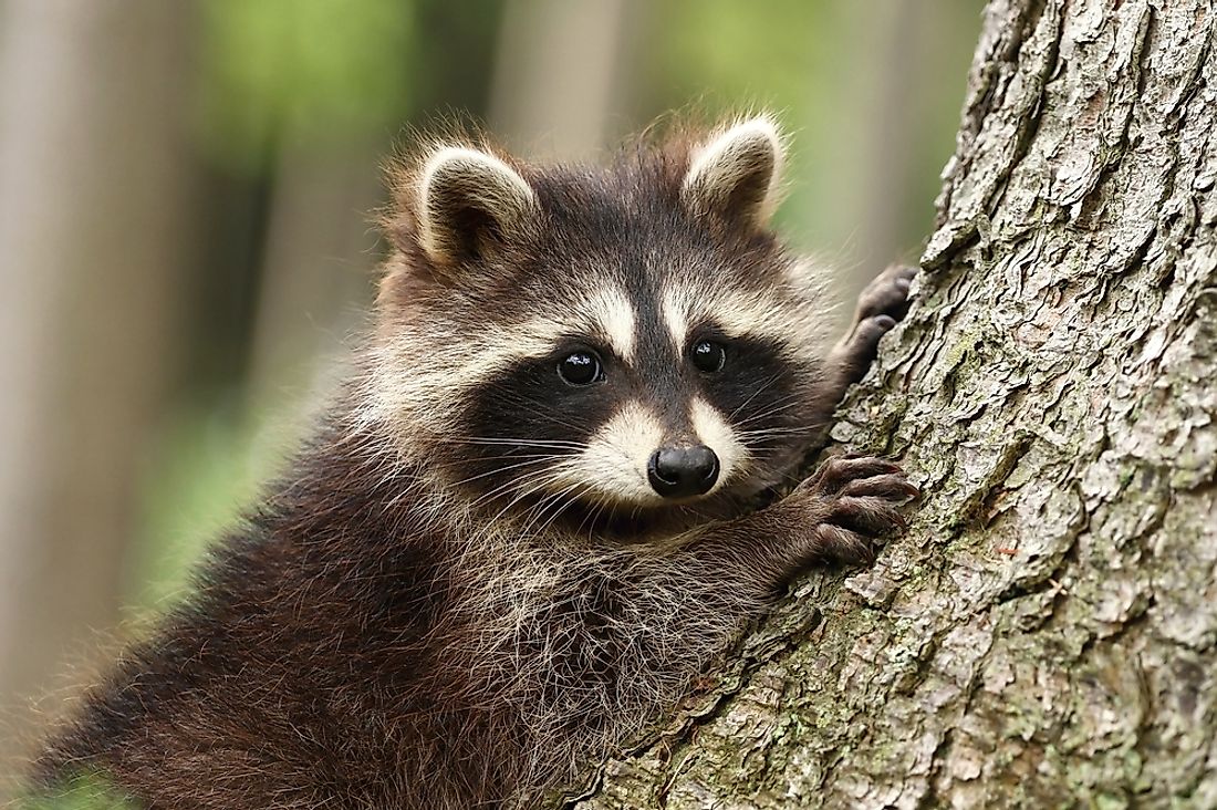 A baby raccoon in a tree. 
