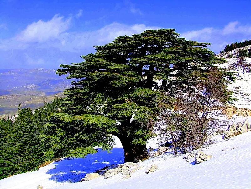 Cedars of Lebanon in the Al Shouf Nature Reserve.