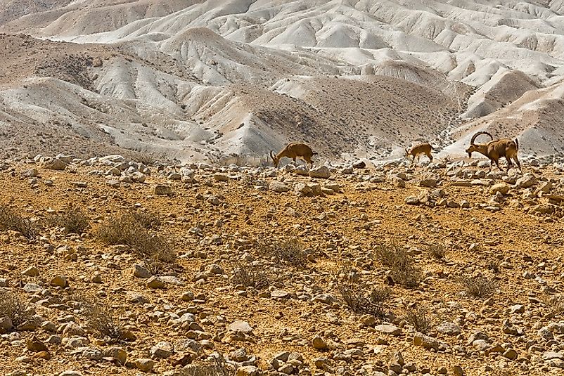 Nubian Ibexes in the Ibex Reserve Protected Area south of Riyadh.