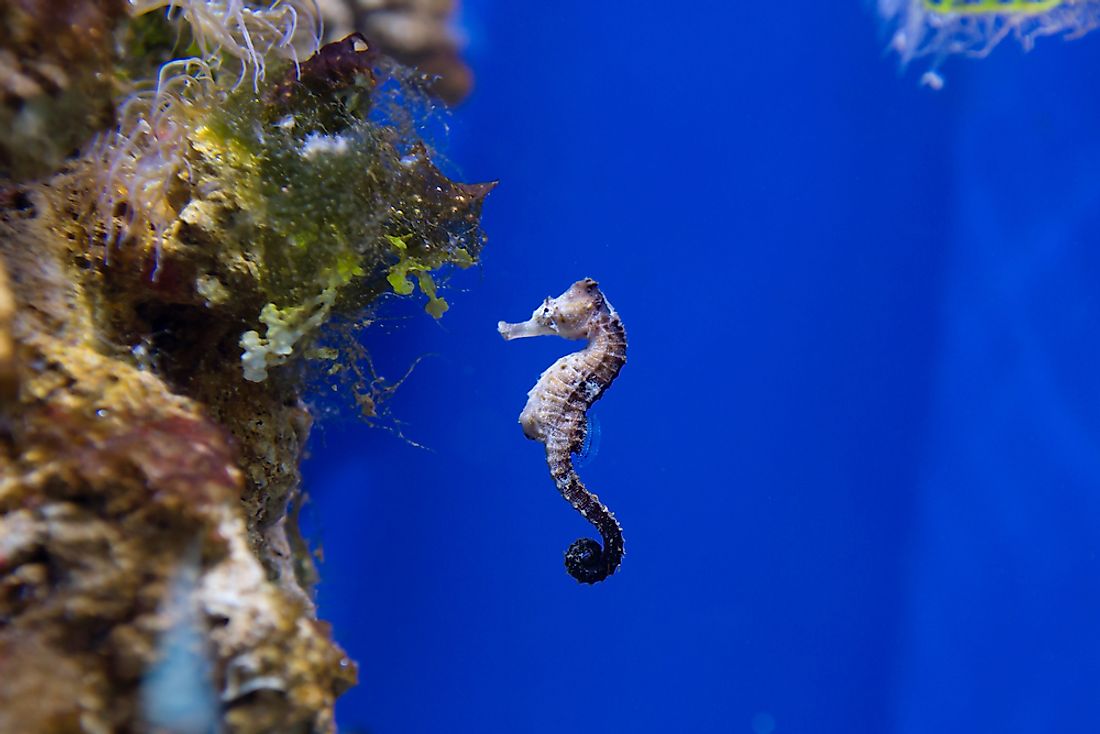 A seahorse in an aquarium. Seahorse get their name from their resemblance to a horse. 