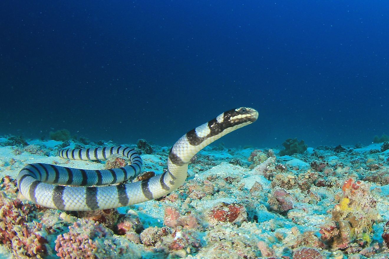 Banded sea krait.