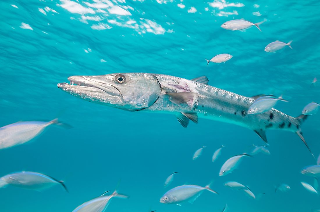 Barracudas hunt by using bursts of speed that usually surprise their prey. 