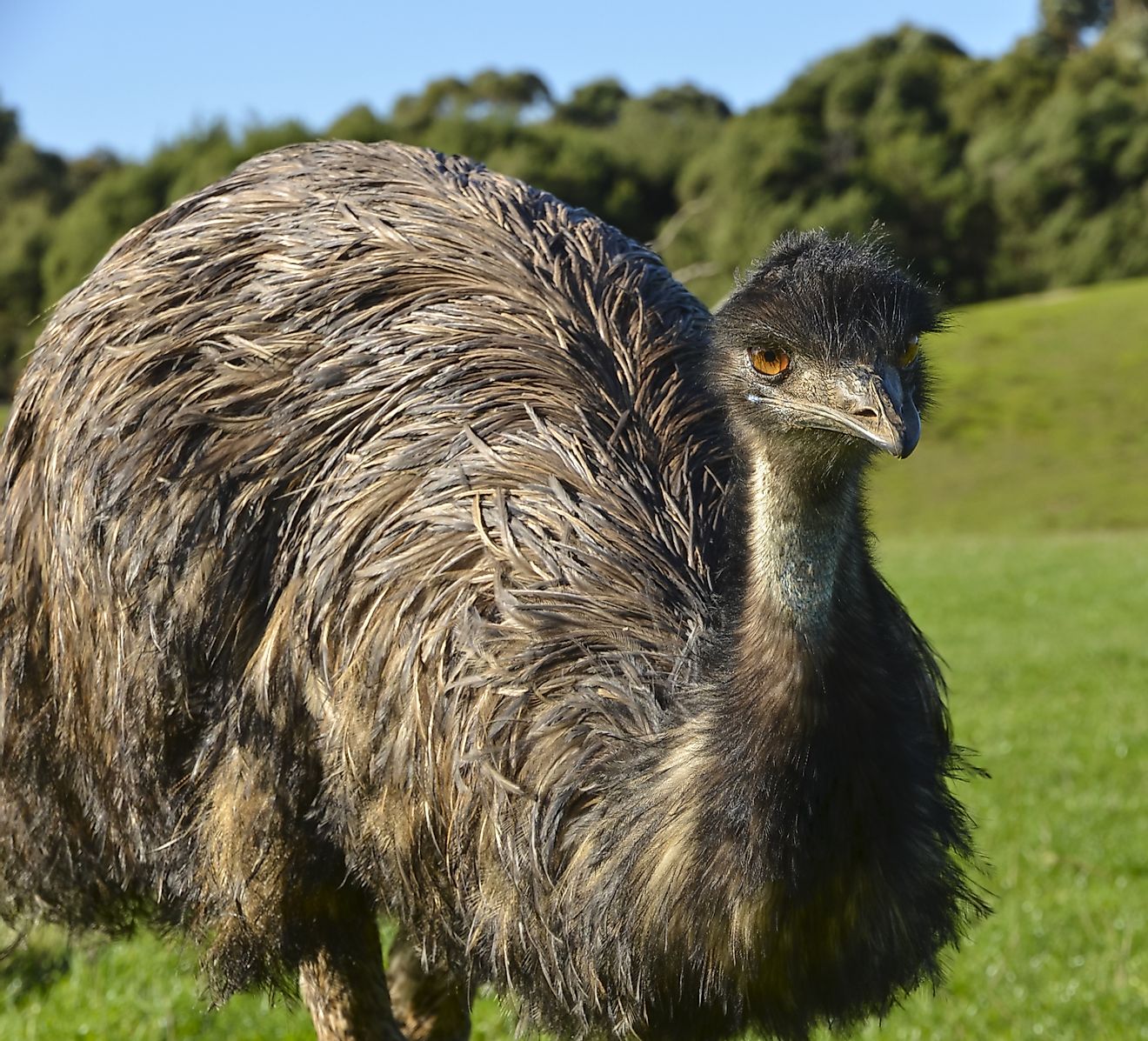 Flightless birds, Emus are most notable for their shaggy feathers, ionic eyes, and remarkable running speeds.