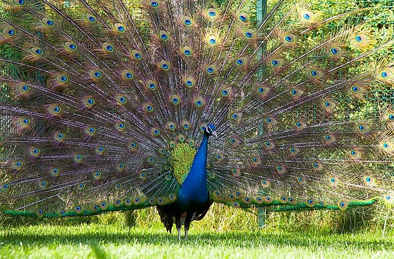A male Congo Peacock spreading its tail feathers.