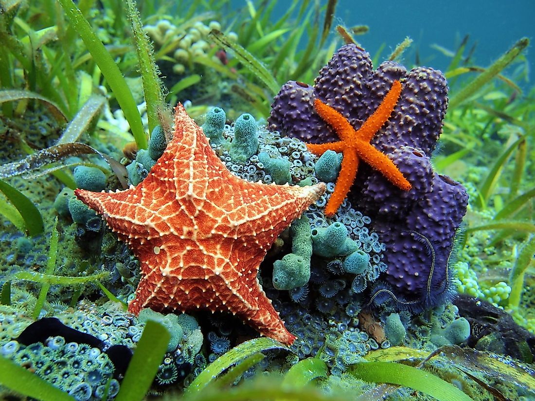 Echinoderms are known for their pentaradial symmetry, meaning five-sided bodies. 