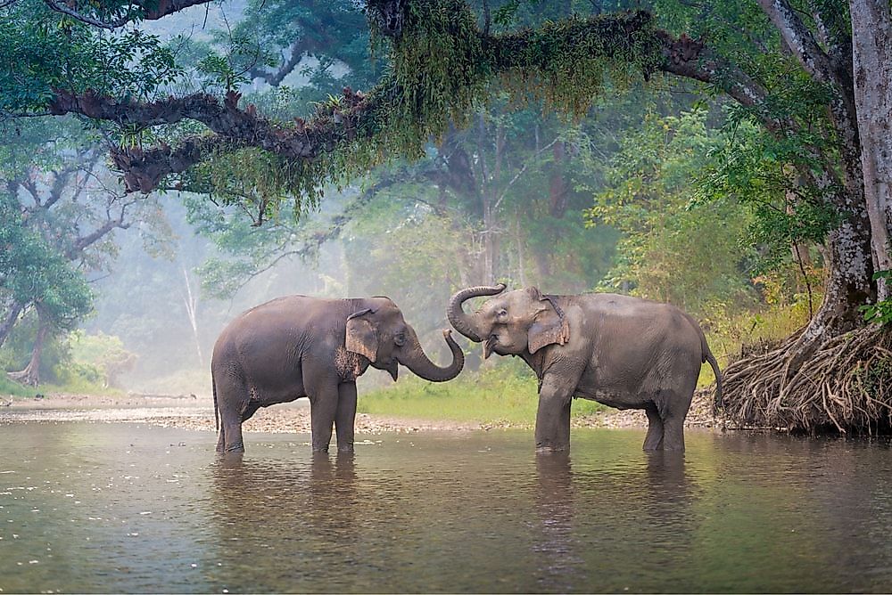 What Animals Live In Asia 