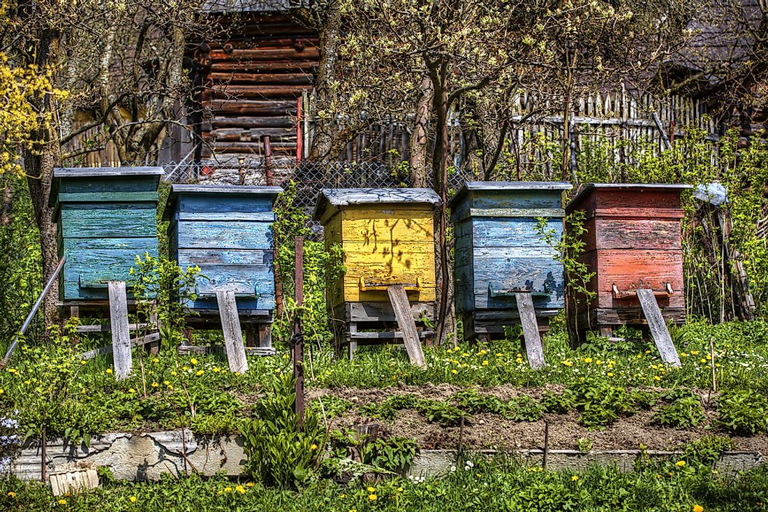 Beehives in Slovakia. Slovakia was instrumental in implementing World Bee Day. 