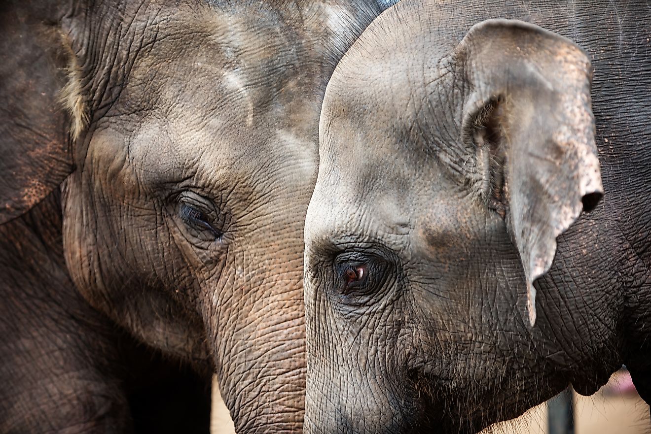 Elephants are highly intelligent animals. Image credit: Krivinis/Shutterstock.com
