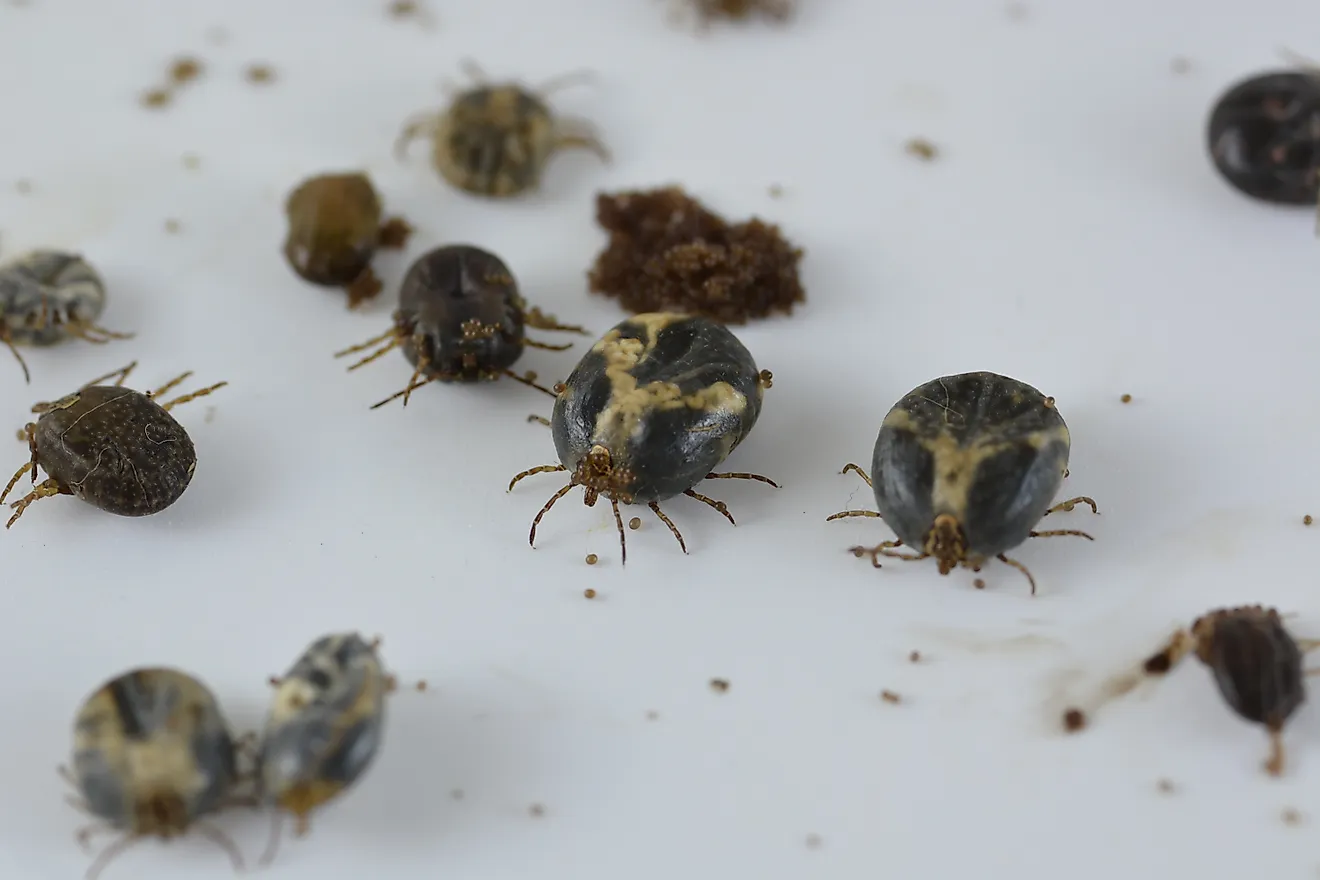 Up close and personal with dog and cattle ticks. Via Shutterstock / Cattle Photographer