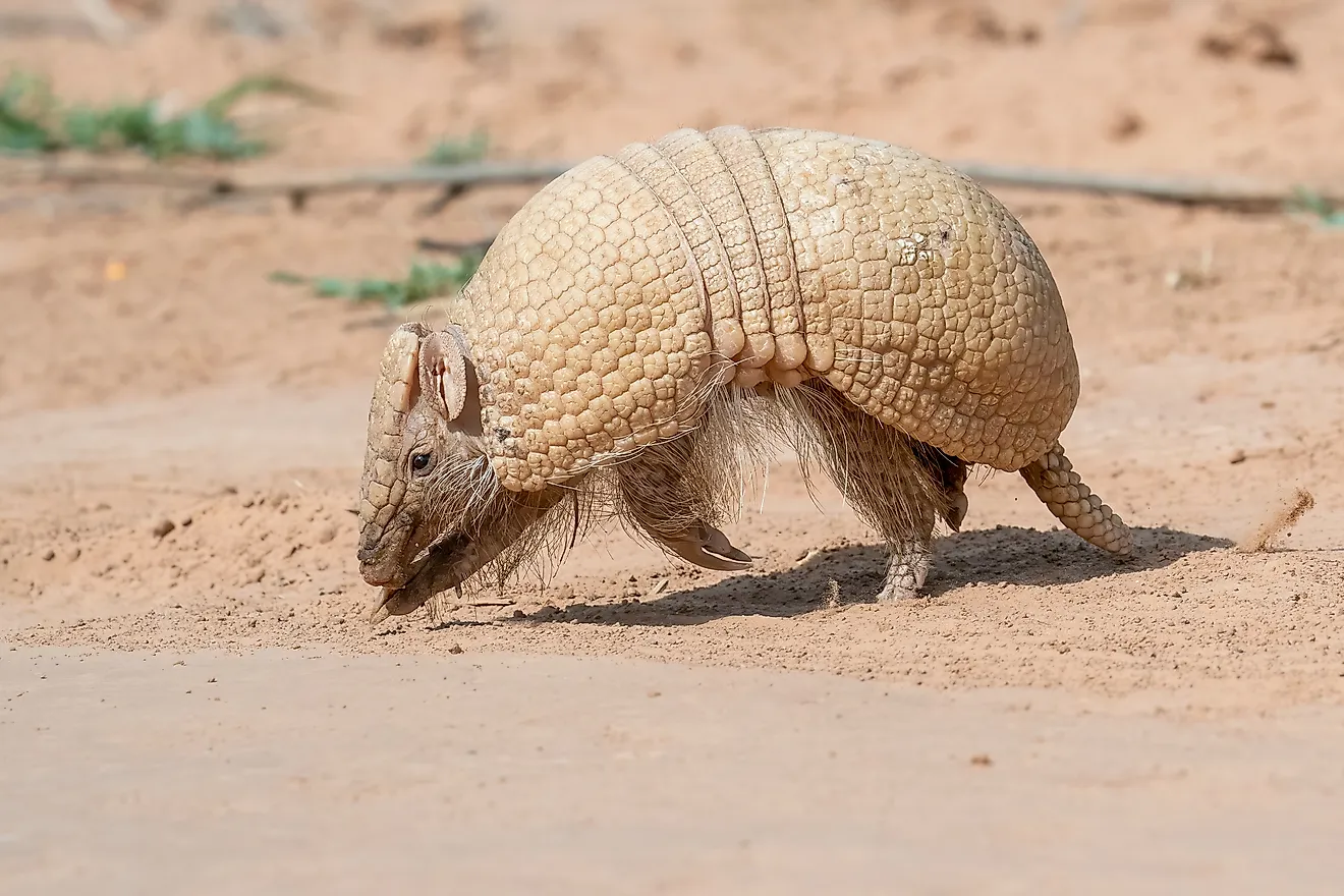 A Southern three-banded armadillo (Tolypeutes matacus)