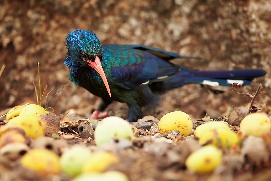 When threatened, the wood hoopoe can give off a scent that is similar to that of rotten eggs. 