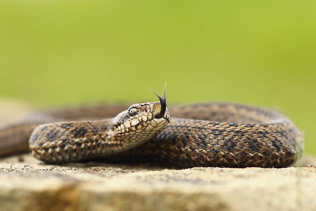 Snakes use their tongues to smell and taste around them. 