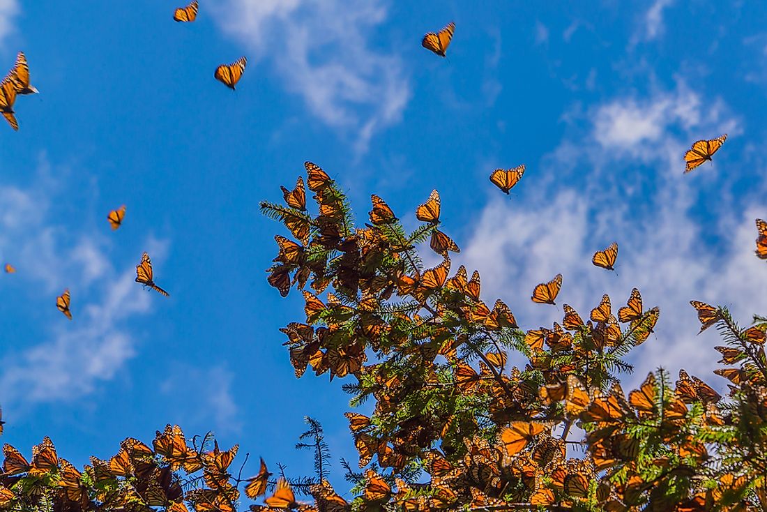 Monarch butterflies in Michoacan, Mexico. 