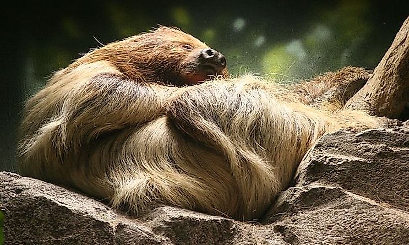 Where Do Sloths Live Map