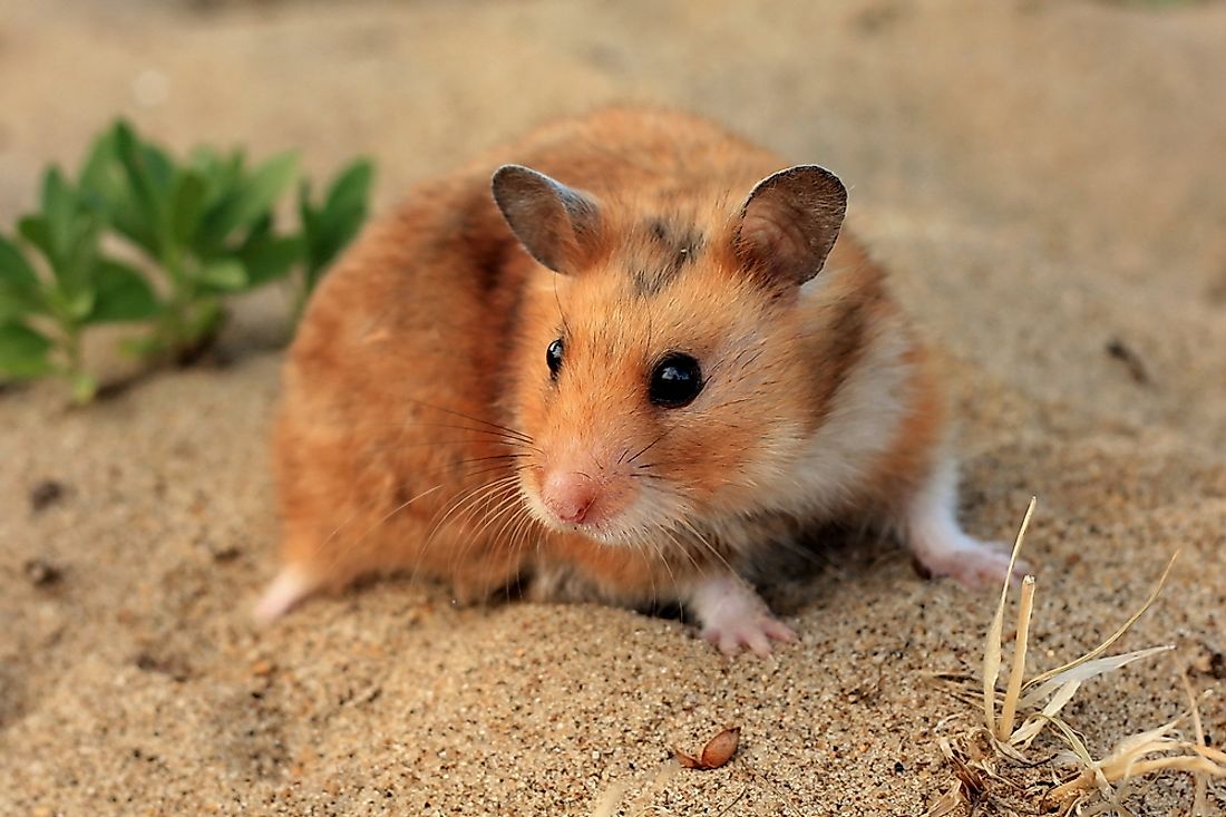 A wild hamster in a sandy habitat in Syria. 