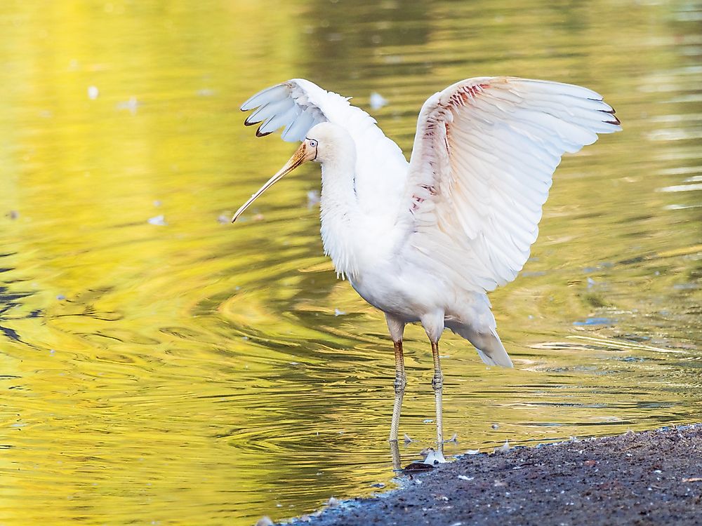 Yellow-billed spoonbill. 