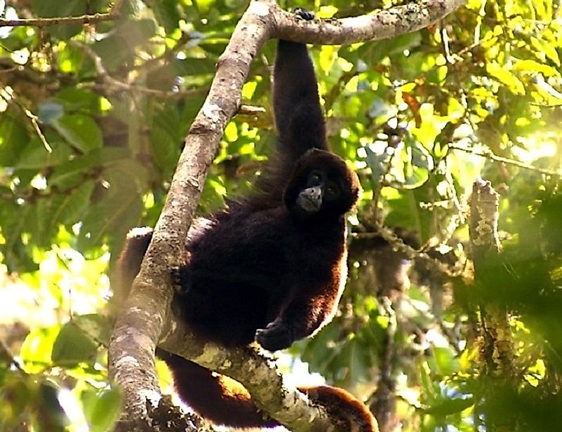 Yellow-Tailed Woolly Monkeys are a Critically Endangered species of primate endemic to Peru.