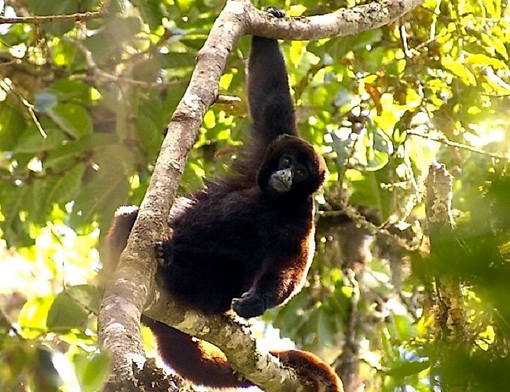 Yellow-Tailed Woolly Monkeys are a Critically Endangered species of primate endemic to Peru.