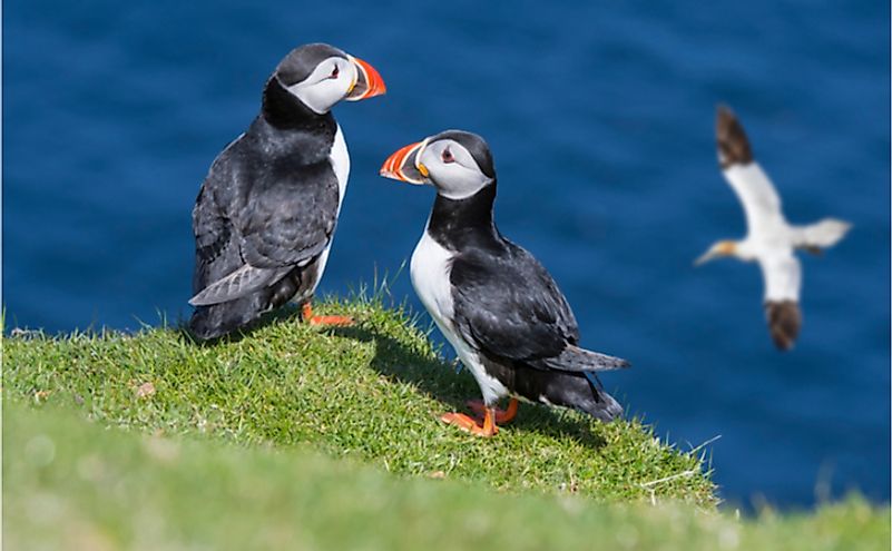 Two Atlantic puffins (Fratercula arctica) on sea cliff top and gannet flying by in seabird colony, Shetland Islands, Scotland, UK.
