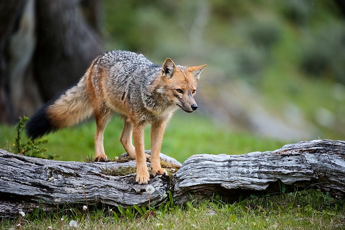 The South American Gray Fox lives near the Andes Mountain Range in South America.
