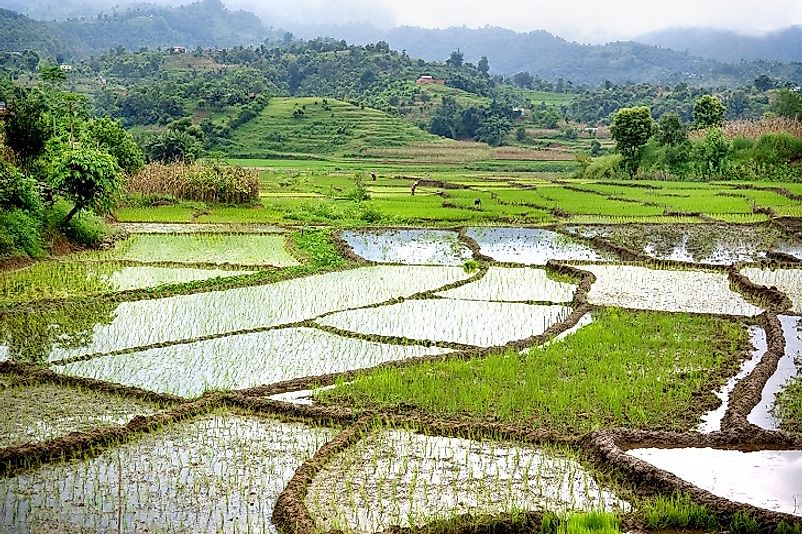 Water to grow crops to feed its 1.3 Billion people, such as these rice paddies in the hills, is the primary use of water in India.