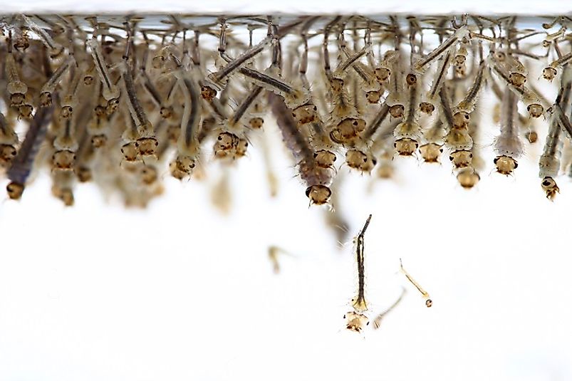 Climate change-related flooding fosters the growth of bacteria, as well mosquitoes and their larvae (pictured), which serve as disease vectors.