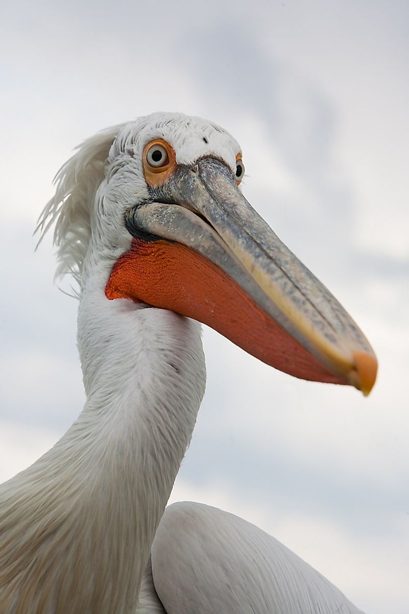 This Dalmatian Pelican gets up close and personal with the camera in the Lake Kerkini area of Greece.