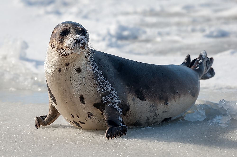 Some tetrapods, like seals, lost some of their limbs through evolution.