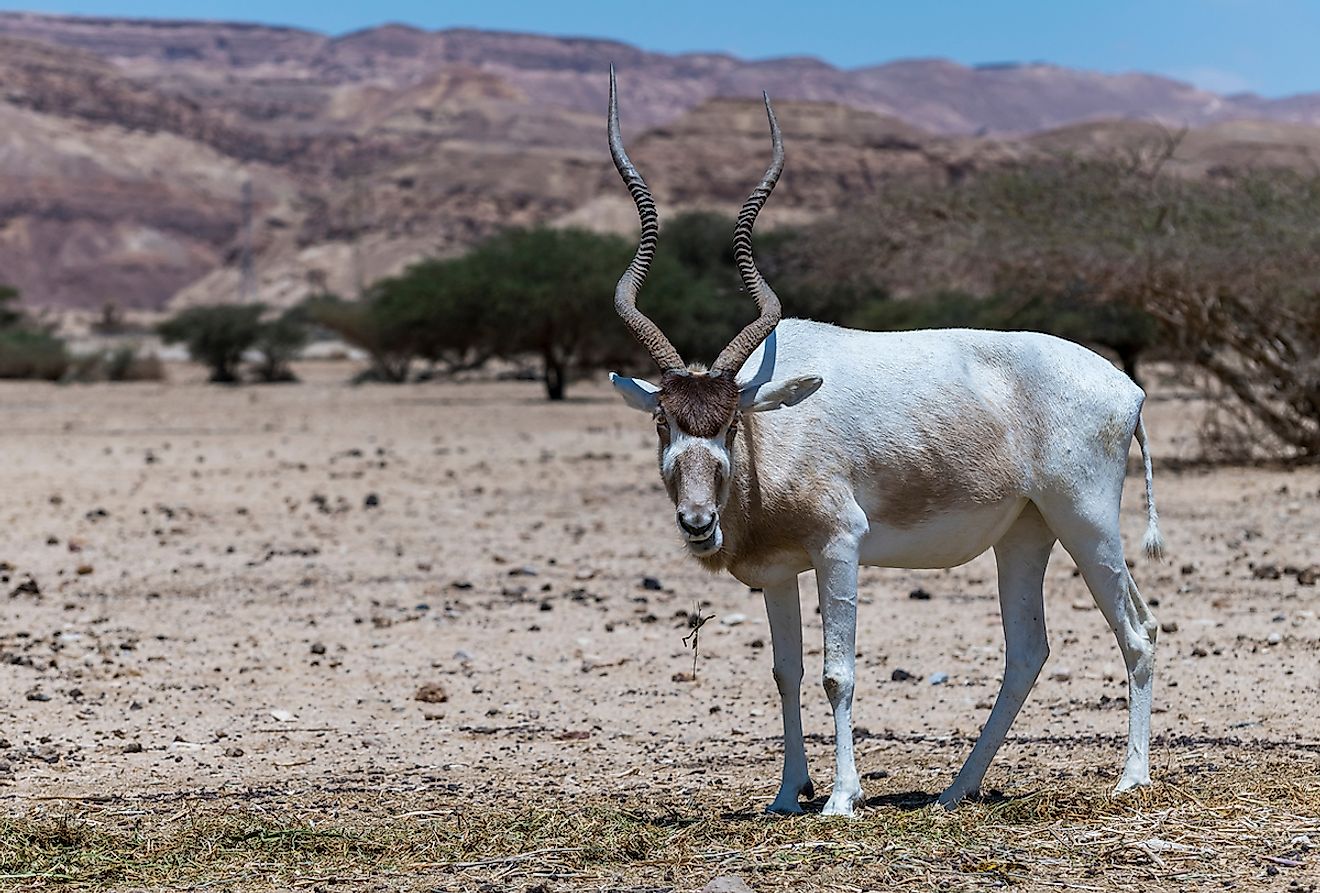An addax antelope.  Image Credit: Sergei25 / Shutterstock.com