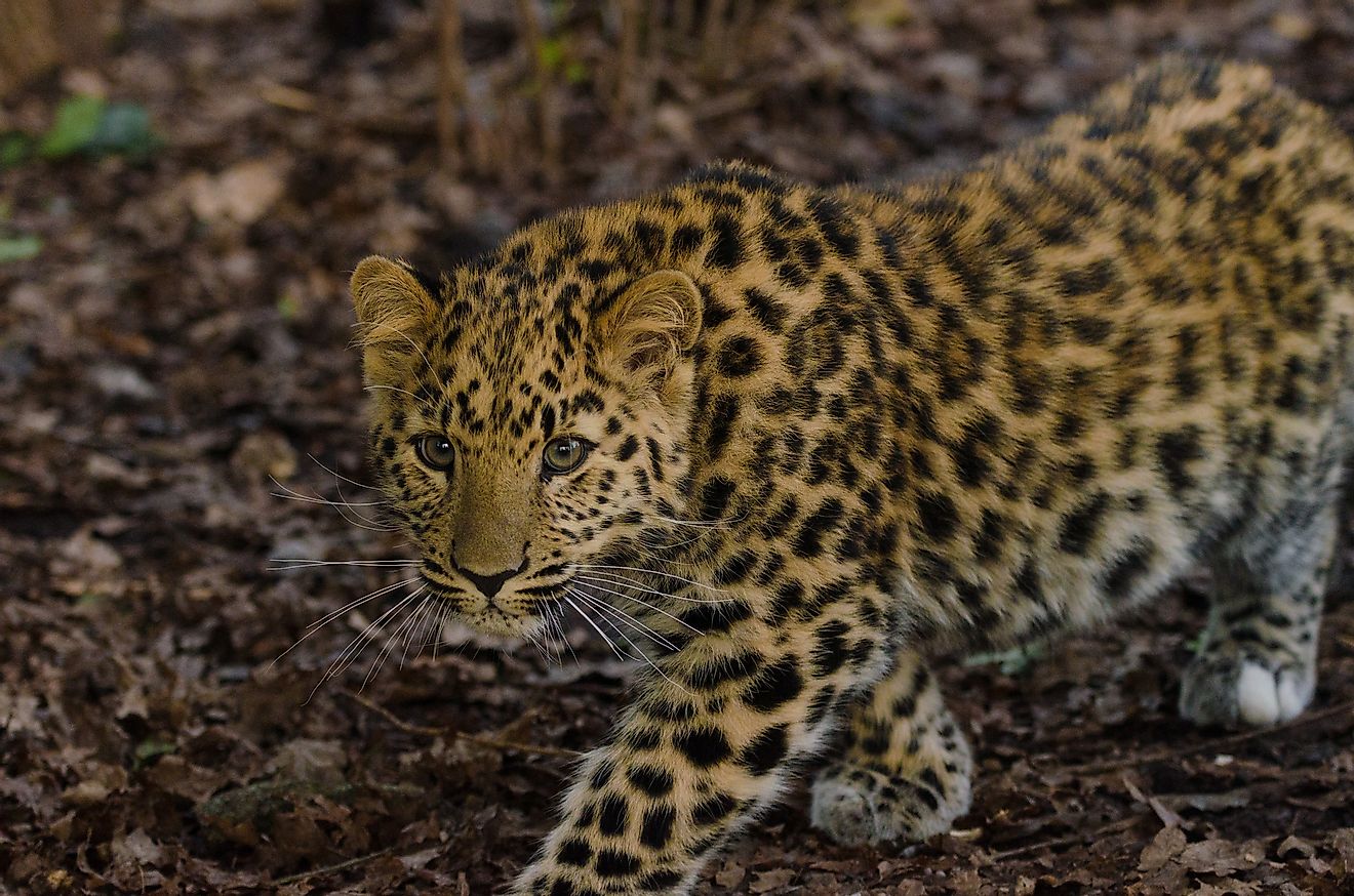 Native to southeastern Russia, fewer than 60 Amur leopards exist today. 