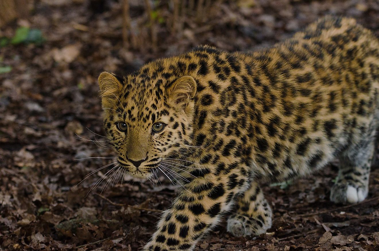 Native to southeastern Russia, fewer than 60 Amur leopards exist today.