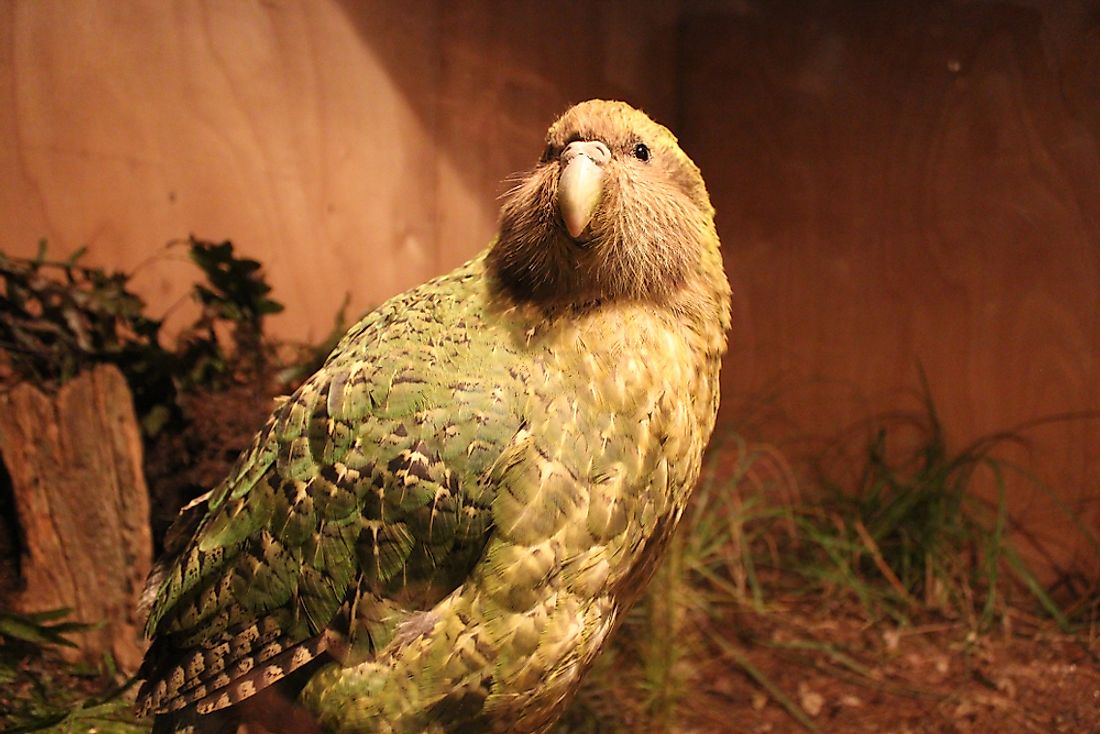 The kakapo is a unique bird who is endemic to New Zealand.