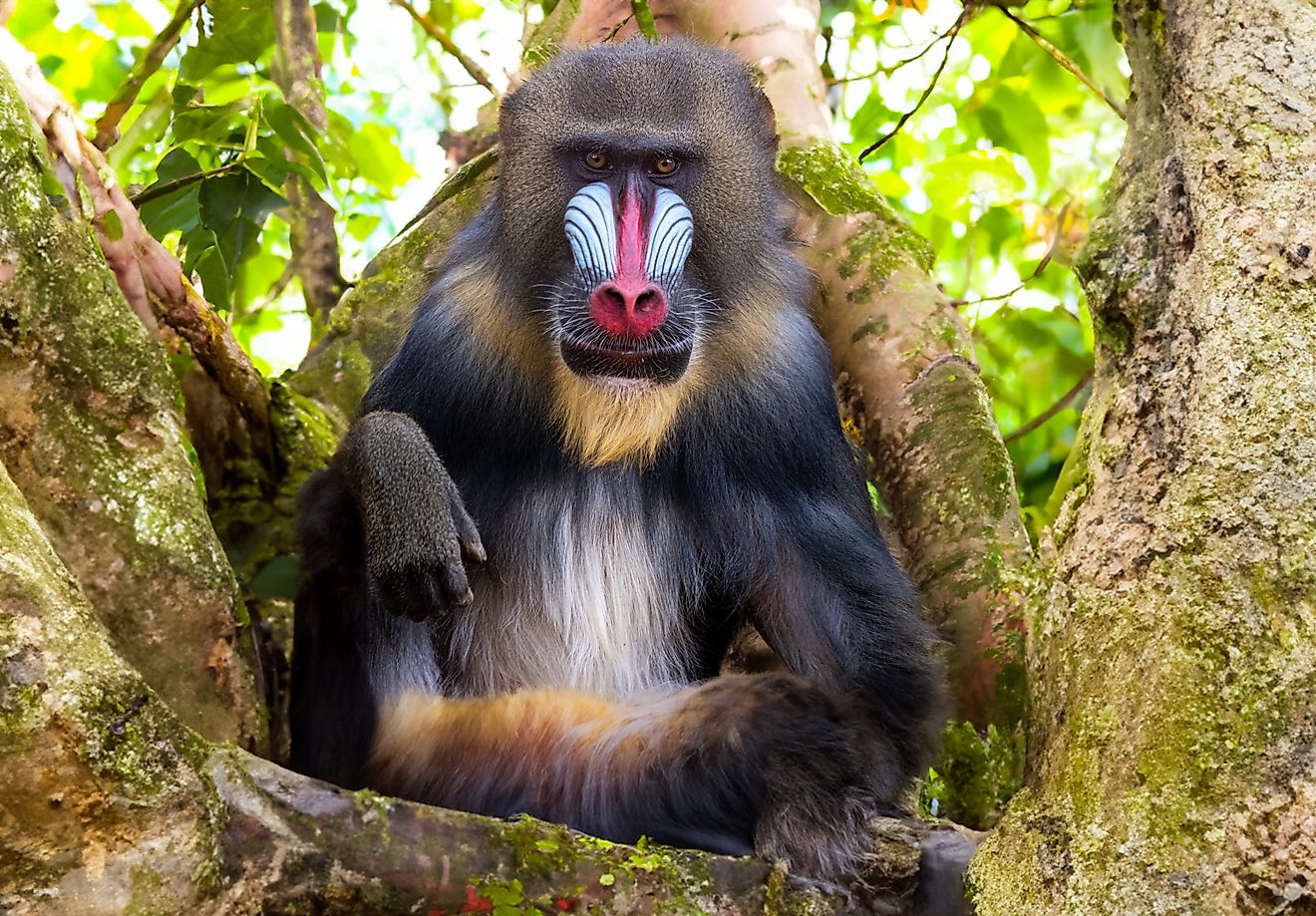 Mandrills display vibrant colors on their faces and rumps. 