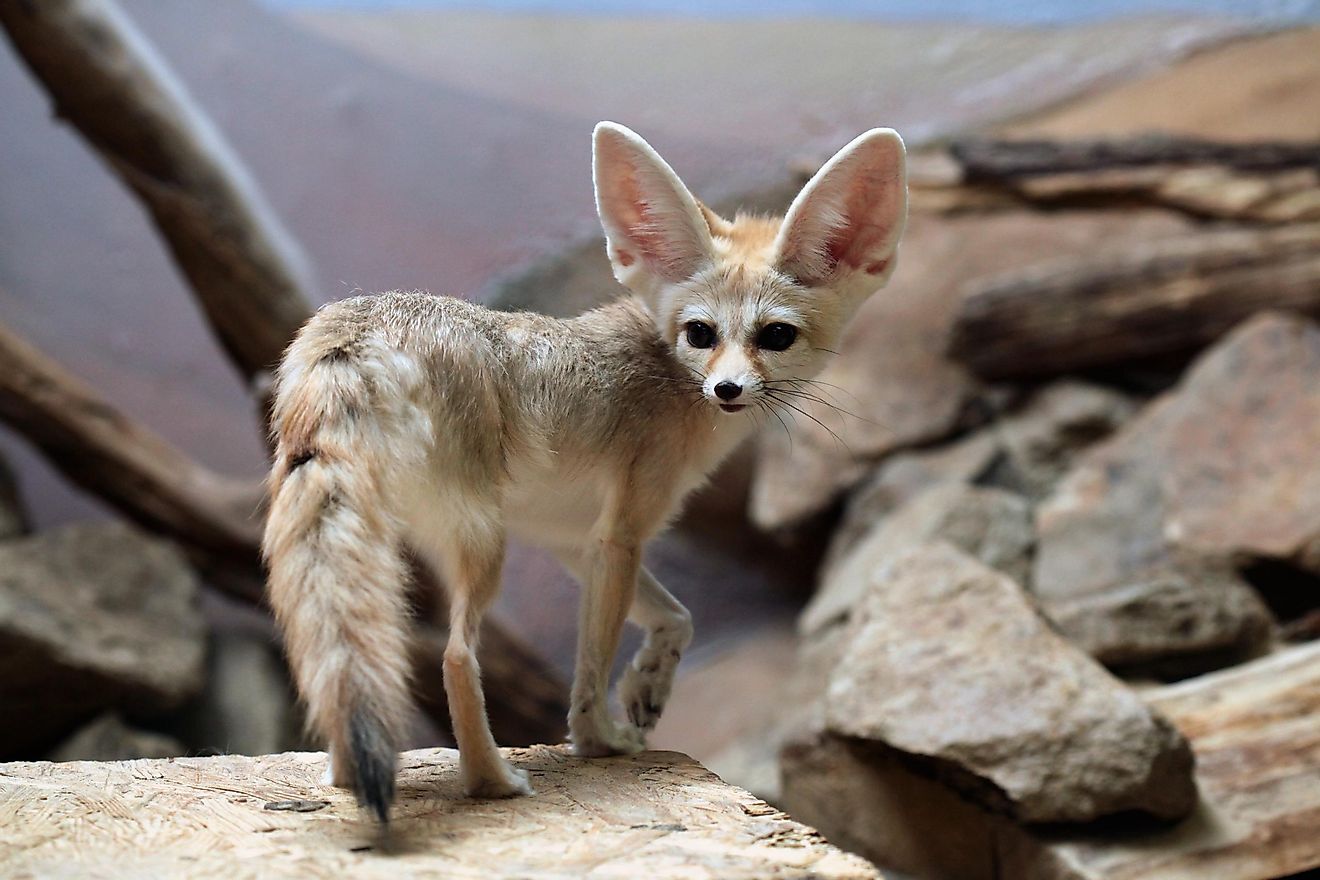 Fennec foxes are instantly recognizable and can be found in the Sahara desert.