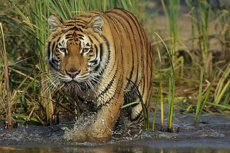 Royal Bengal tigers dominate much of Sundarbans National Park.