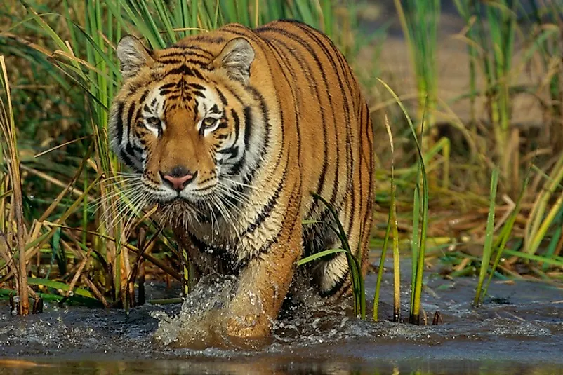 Royal Bengal tigers dominate much of Sundarbans National Park.