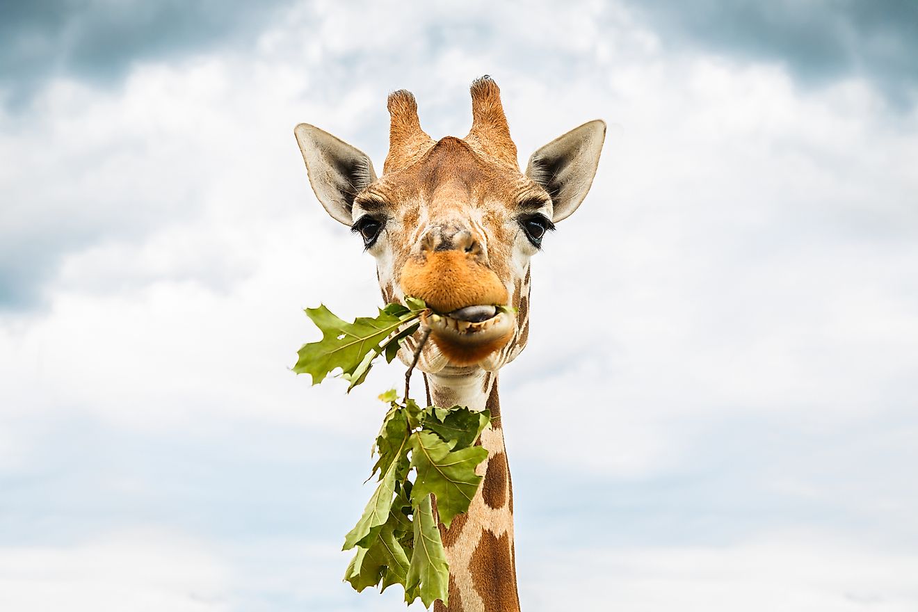A giraffe, a herbivore, chewing grass.