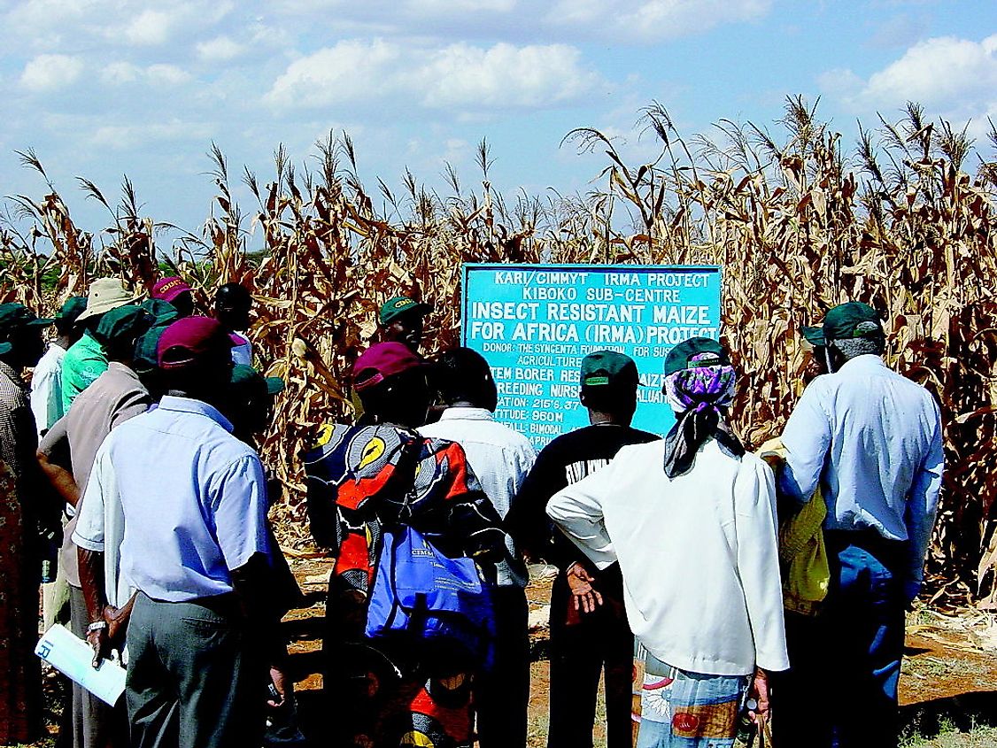 Biotech crop farming has a lot of controversies and has faced resistance in the past.