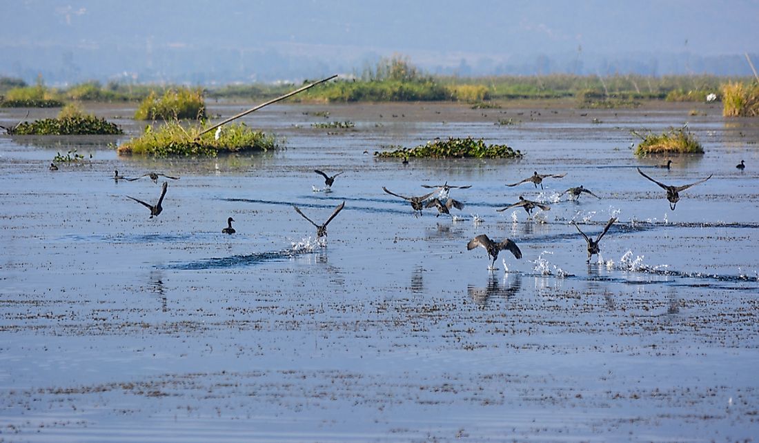 Birds landing near the phumdis of Laktak Lake.