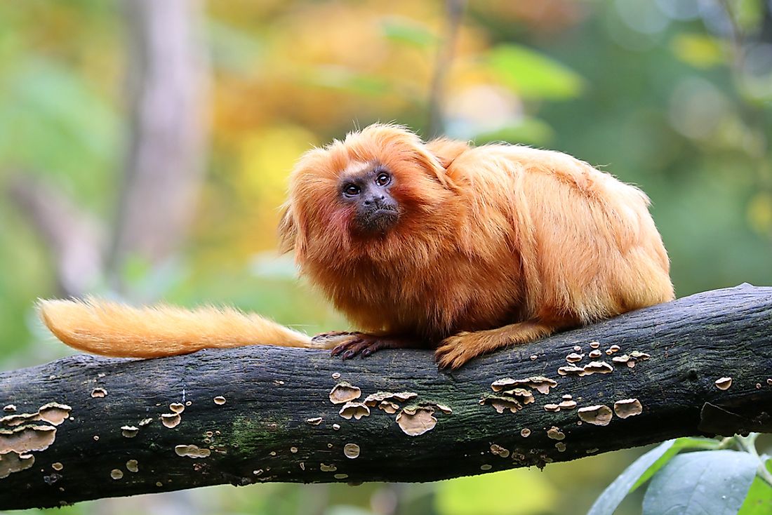 The Golden lion tamarin was named for the golden color of their fur. 
