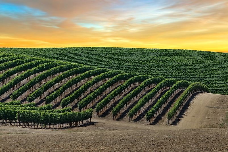 Vineyards as far as the eye can see stretching out across Napa Valley.