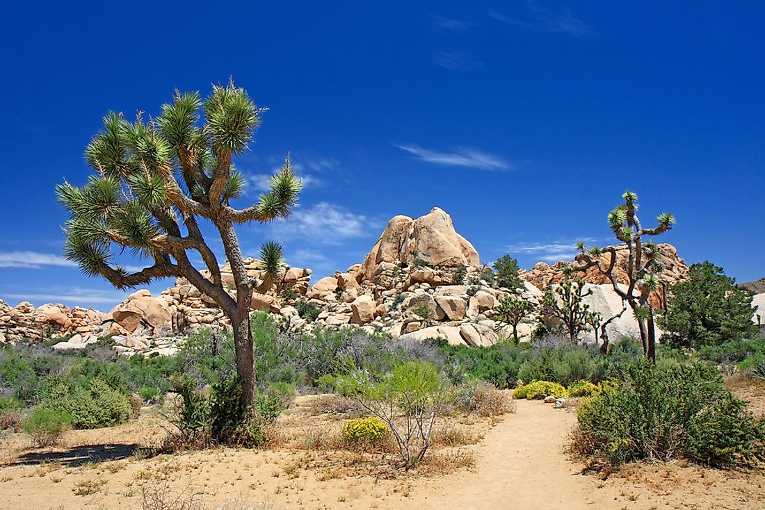 The Joshua tree is one of the unique species of the Mojave Desert.