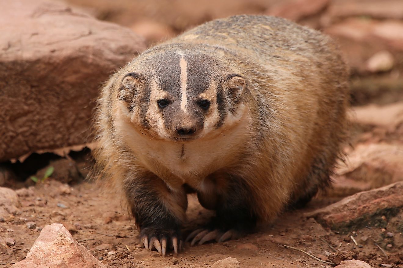 An American Badger walking through dirt.