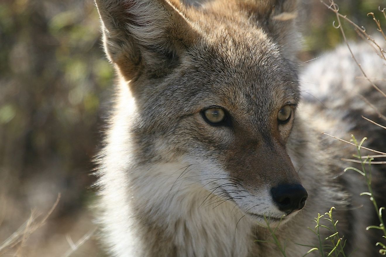 Coyotes have influenced society and human culture, featuring in many aboriginal folklore tales and myths, especially in the form of a “trickster figure”, likely owing to their “sly smiles” and scavenging activities.